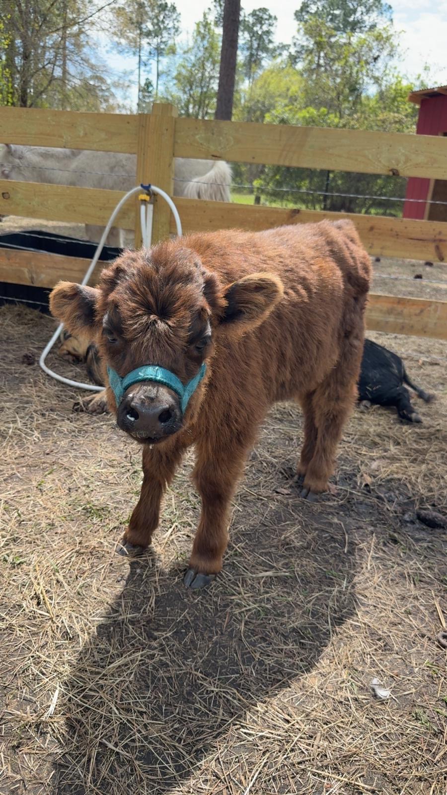 Highland calf with teal halter at Fluffy Cow Cafe