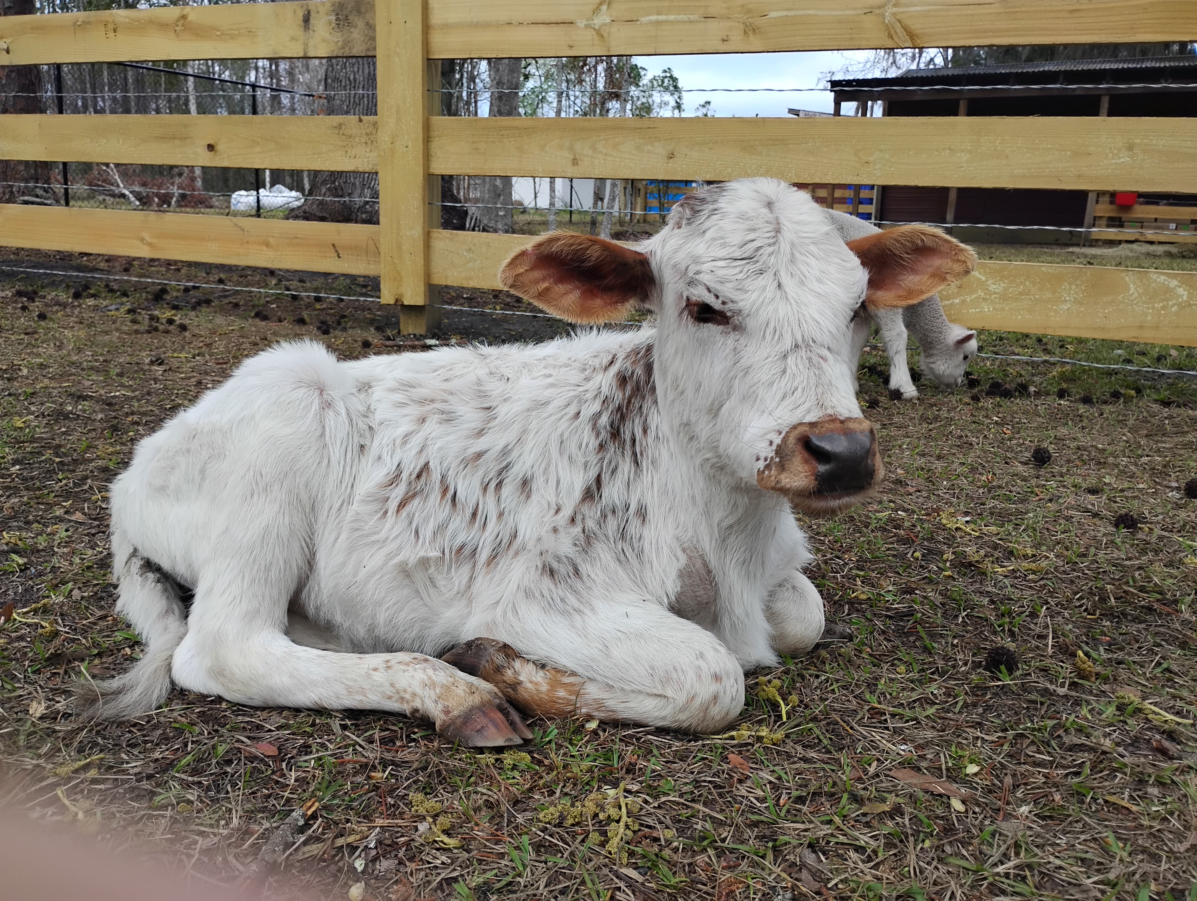 White calf resting at the sanctuary
