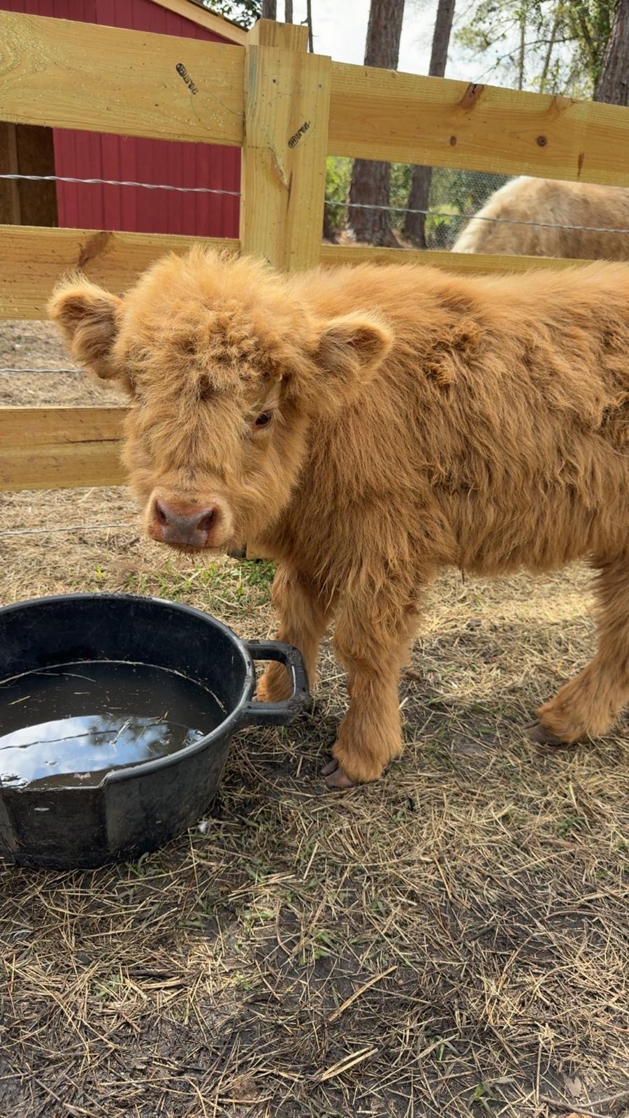 Fluffy Highland calf at Fluffy Cow Cafe