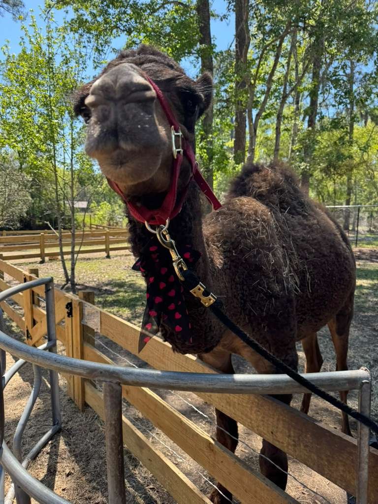 Dromedary Camel at Fluffy Cow Cafe