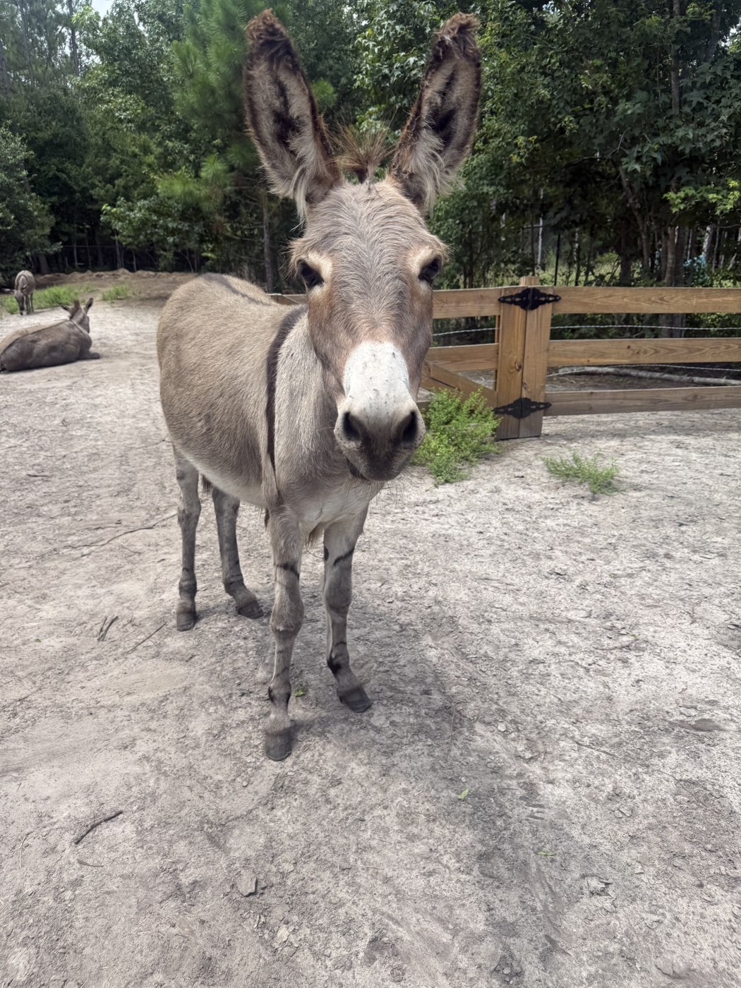 Miniature donkey at Fluffy Cow Cafe