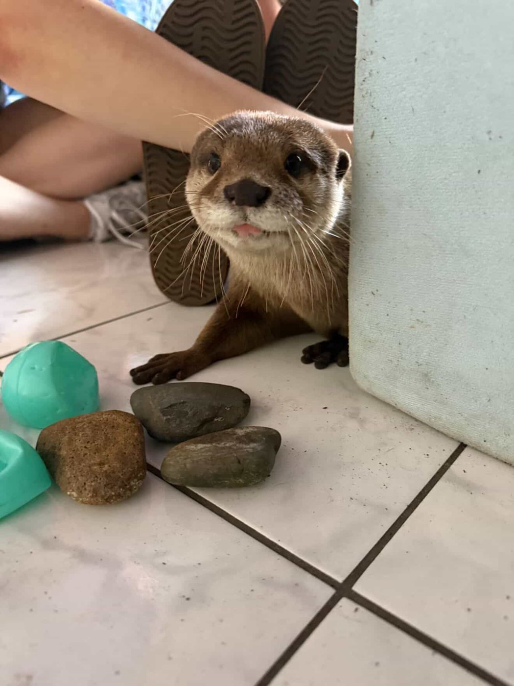 Otter at The Fluffy Cow Cafe otter encounter