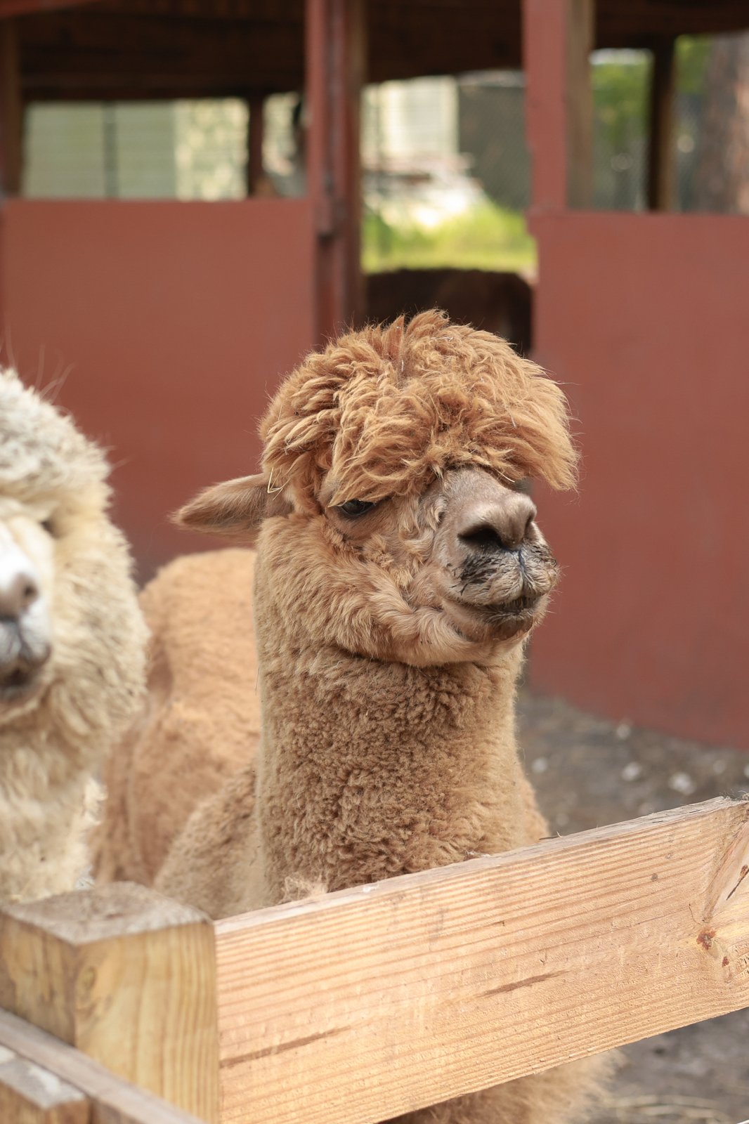 Alpaca at Fluffy Cow Cafe