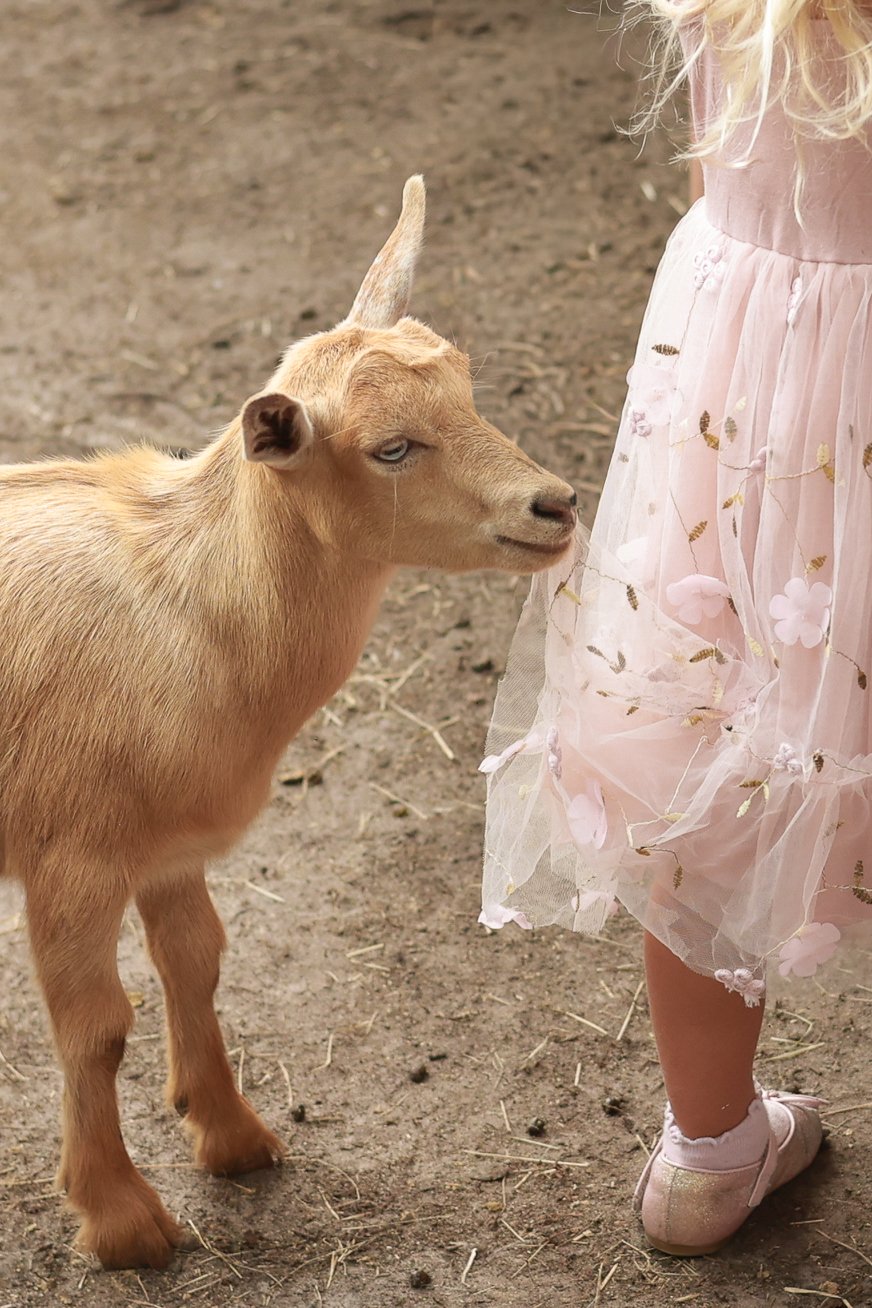 Nigerian Dwarf Goat at Fluffy Cow Cafe