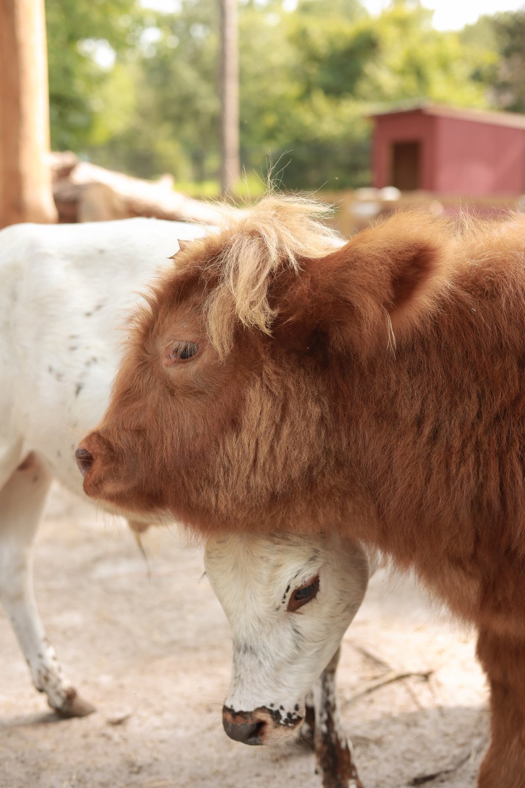 Highland Cattle at Fluffy Cow Cafe