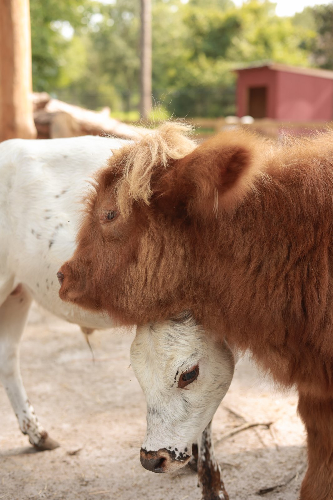 Highland calf portrait at the farm