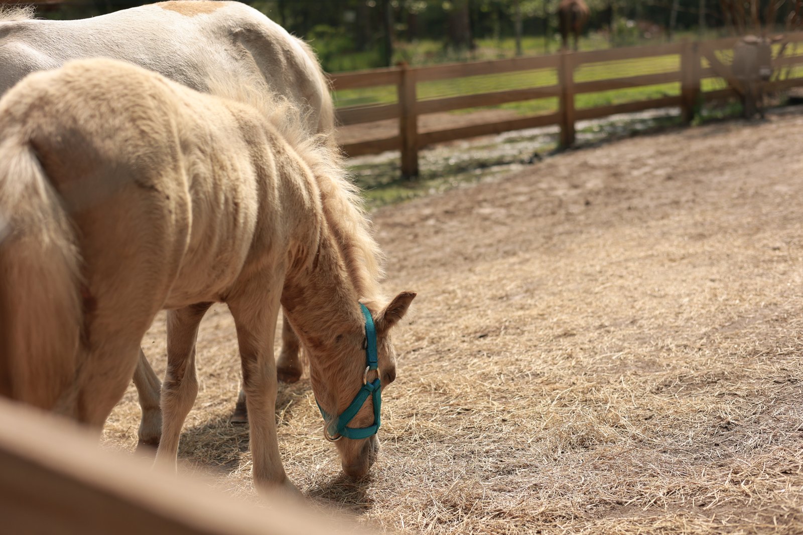 Miniature Donkey at Fluffy Cow Cafe